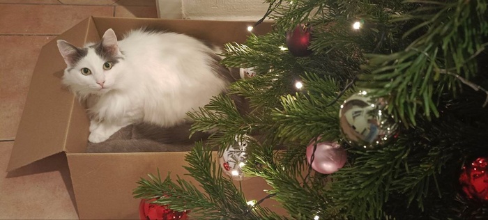 Кот Пышнопух, 3 года, стал домашним 12.06.2024