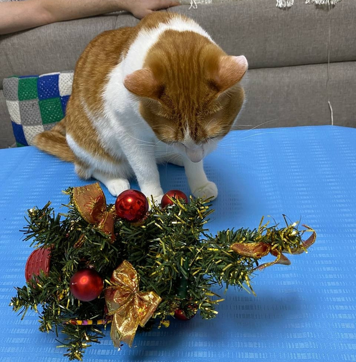 Кот Сибас, 1 год, стал домашним 01.10.2024