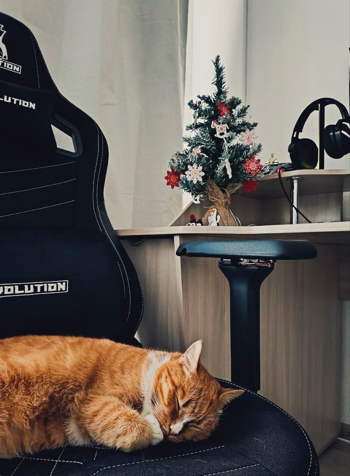 Кошка Апельсинка, 5 лет, стала домашней 17.08.2024