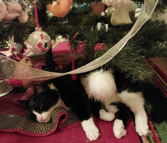 Кот Варистор, 1 год, стал домашним 25.06.2024