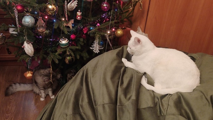 Кот Муизон, 3 года, стал домашним 29.12.2024