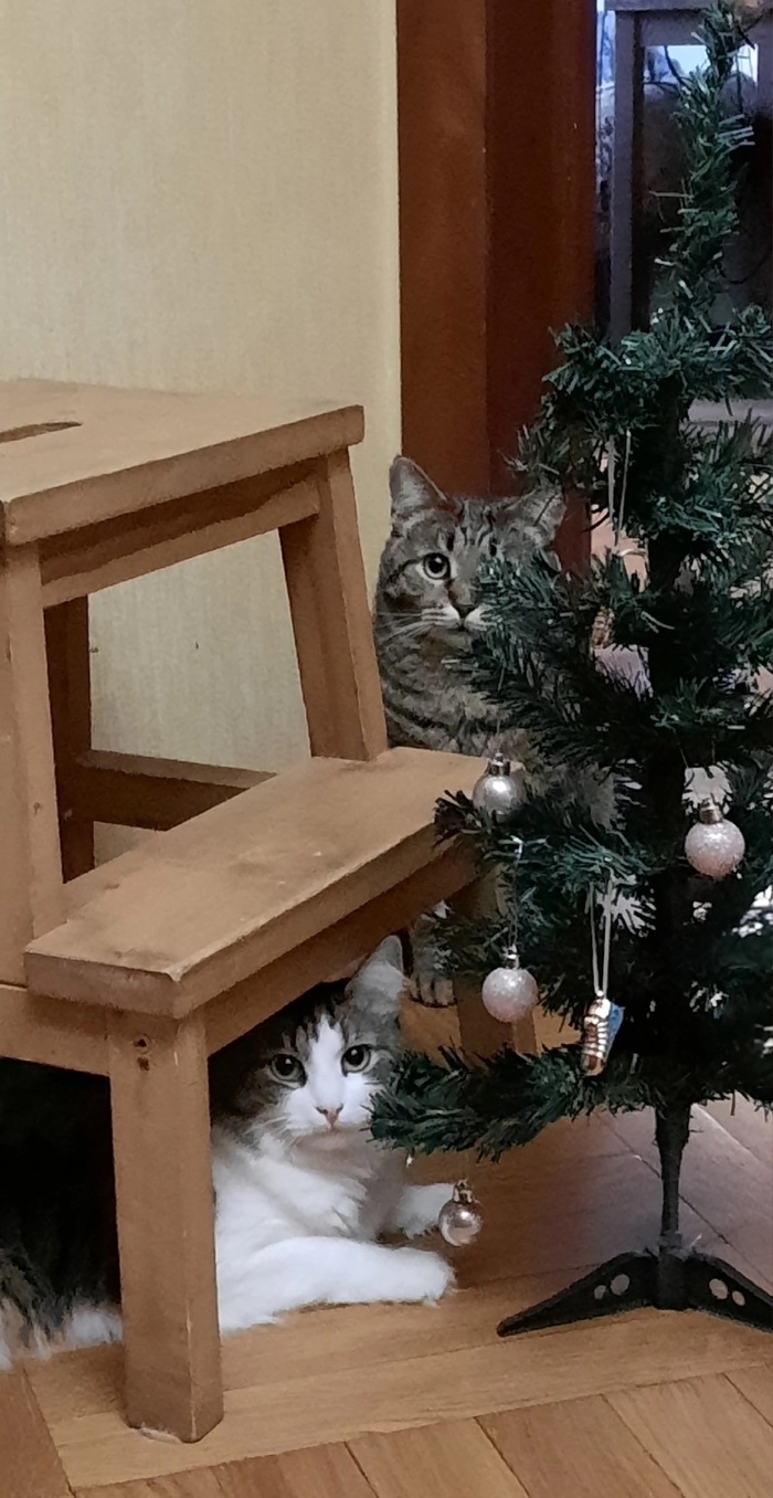 Кошка Кларисса, 10 лет, стала домашней 09.11.2024