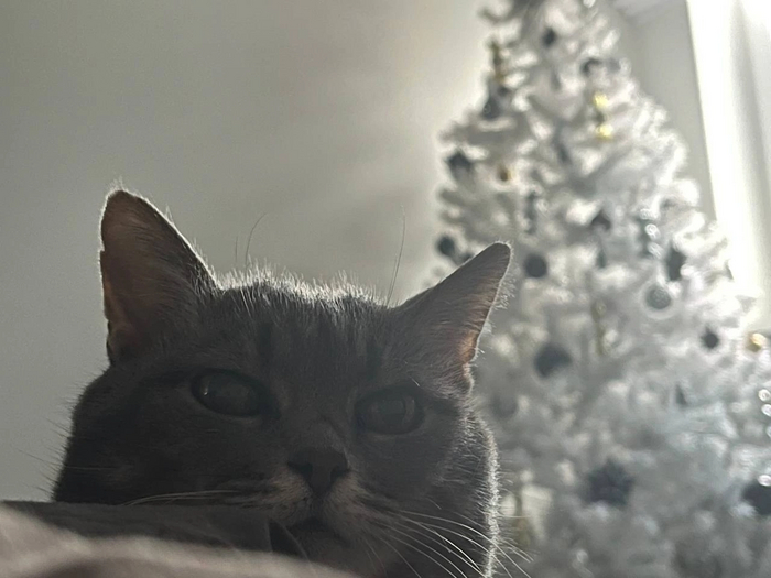 Юлани, 6 лет, стала домашней 15.09.2024