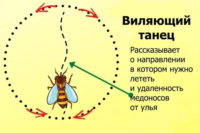 Dancing, dancing, dancing girls... What are the bees dancing about? - My, Insects, Bees, Beekeeping, Сельское хозяйство, Nature, Video, Longpost