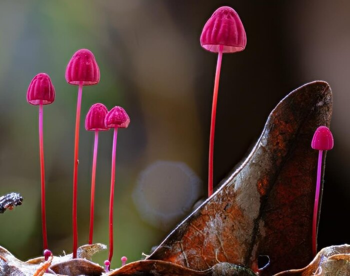 Marasmius haematocephalus. 