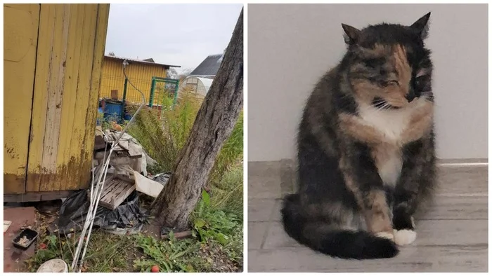 Continuation of the post A few New Year's before and afters from the animals I rescued - My, cat, Animal Rescue, Helping animals, It Was-It Was, Dacha, Winter, Longpost, Reply to post