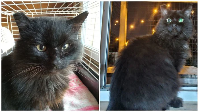 Continuation of the post A few New Year's before and afters from the animals I rescued - My, cat, Animal Rescue, Helping animals, It Was-It Was, Dacha, Winter, Longpost, Reply to post