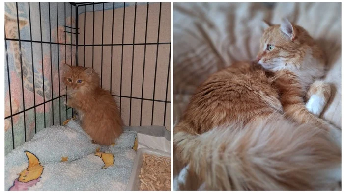 Continuation of the post A few New Year's before and afters from the animals I rescued - My, cat, Animal Rescue, Helping animals, It Was-It Was, Dacha, Winter, Longpost, Reply to post
