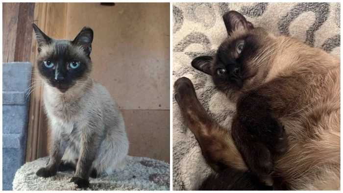 Continuation of the post A few New Year's before and afters from the animals I rescued - My, cat, Animal Rescue, Helping animals, It Was-It Was, Dacha, Winter, Longpost, Reply to post