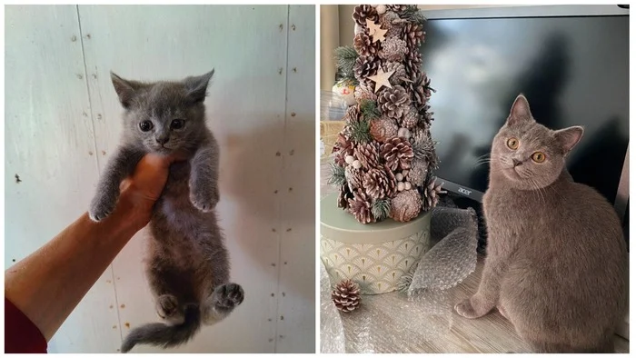 Continuation of the post A few New Year's before and afters from the animals I rescued - My, cat, Animal Rescue, Helping animals, It Was-It Was, Dacha, Winter, Longpost, Reply to post