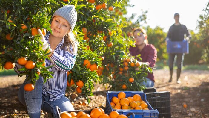  .    <!--noindex--><a href="https://pikabu.ru/story/novogodnie_rasteniya_mandarinovaya_elka_12214227?u=http%3A%2F%2Fcdnn21.img.ria.ru&t=cdnn21.img.ria.ru&h=f250182e3427f9d747135bef8a398a4dab167884" title="http://cdnn21.img.ria.ru" target="_blank" rel="nofollow noopener">cdnn21.img.ria.ru</a><!--/noindex-->.