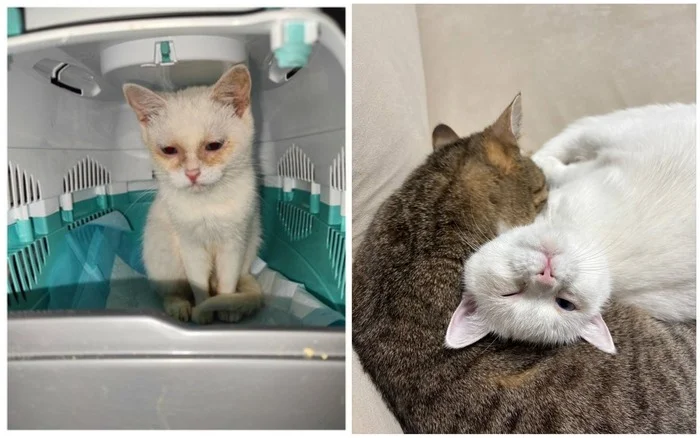 Continuation of the post A few New Year's before and afters from the animals I rescued - My, cat, Animal Rescue, Helping animals, It Was-It Was, Dacha, Winter, Longpost, Reply to post