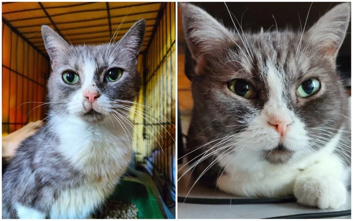 Continuation of the post A few New Year's before and afters from the animals I rescued - My, cat, Animal Rescue, Helping animals, It Was-It Was, Dacha, Winter, Longpost, Reply to post