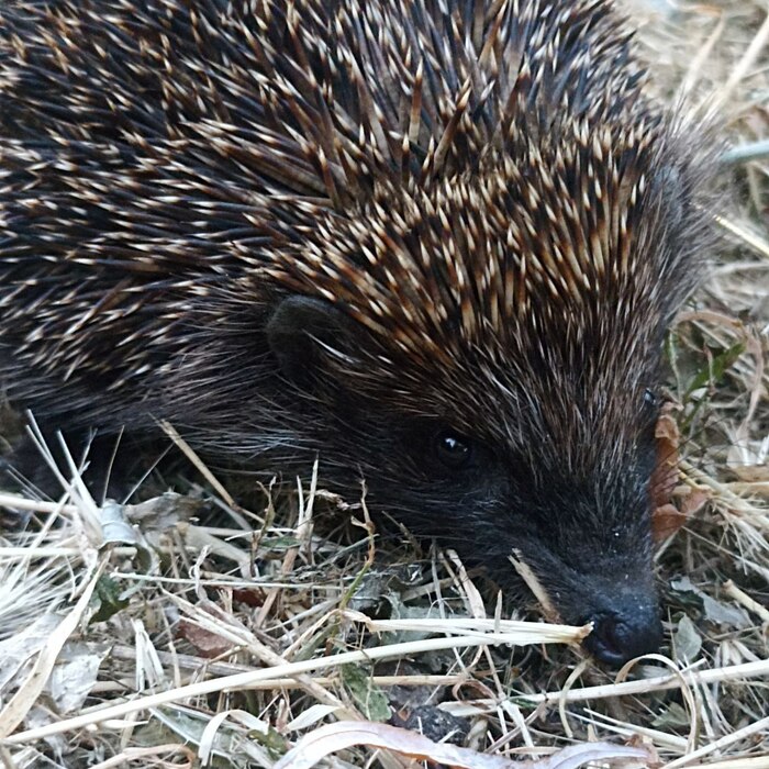 Почему не спят ежи?