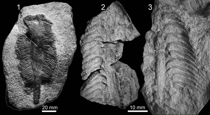 Окаменевшие капсулы химерообразных рыб Vaillantoonia.