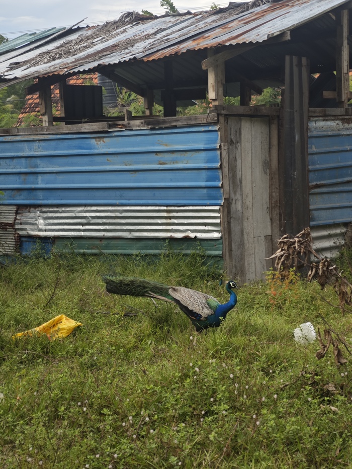 ������� ������