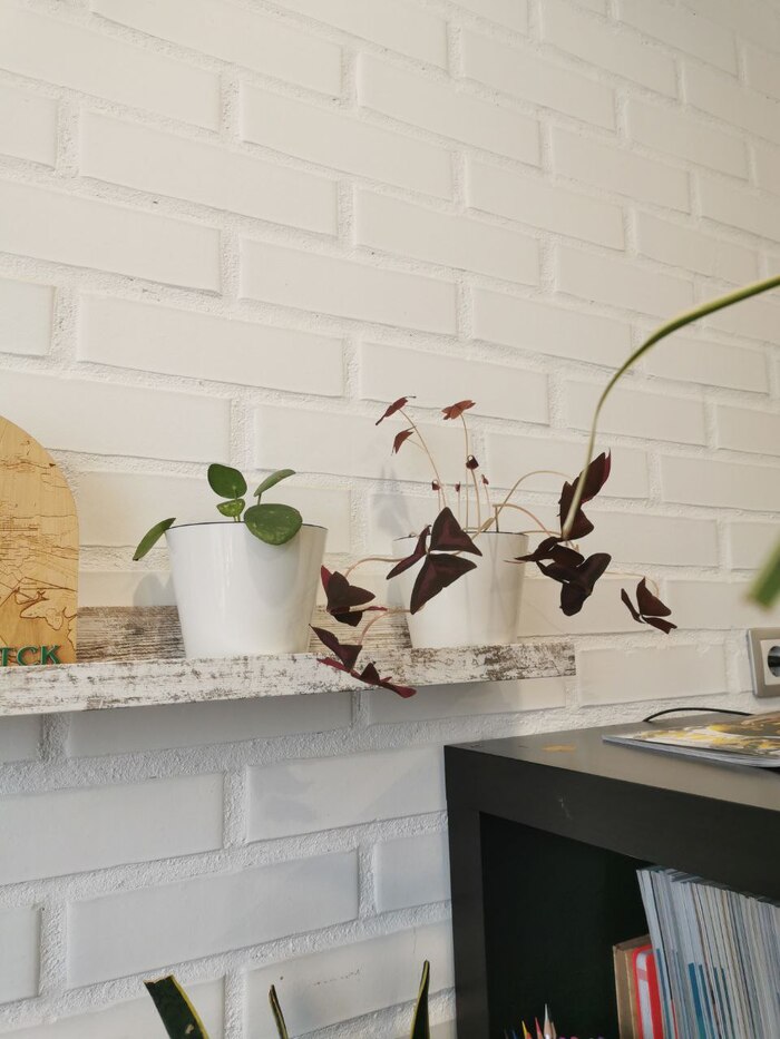 Кислица нависает над моим столом