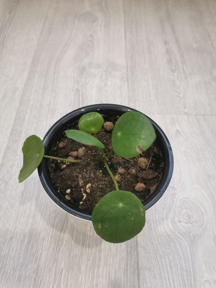 Пилея пеперомиевидная