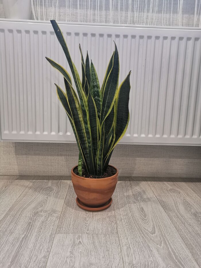 Сансевиерия