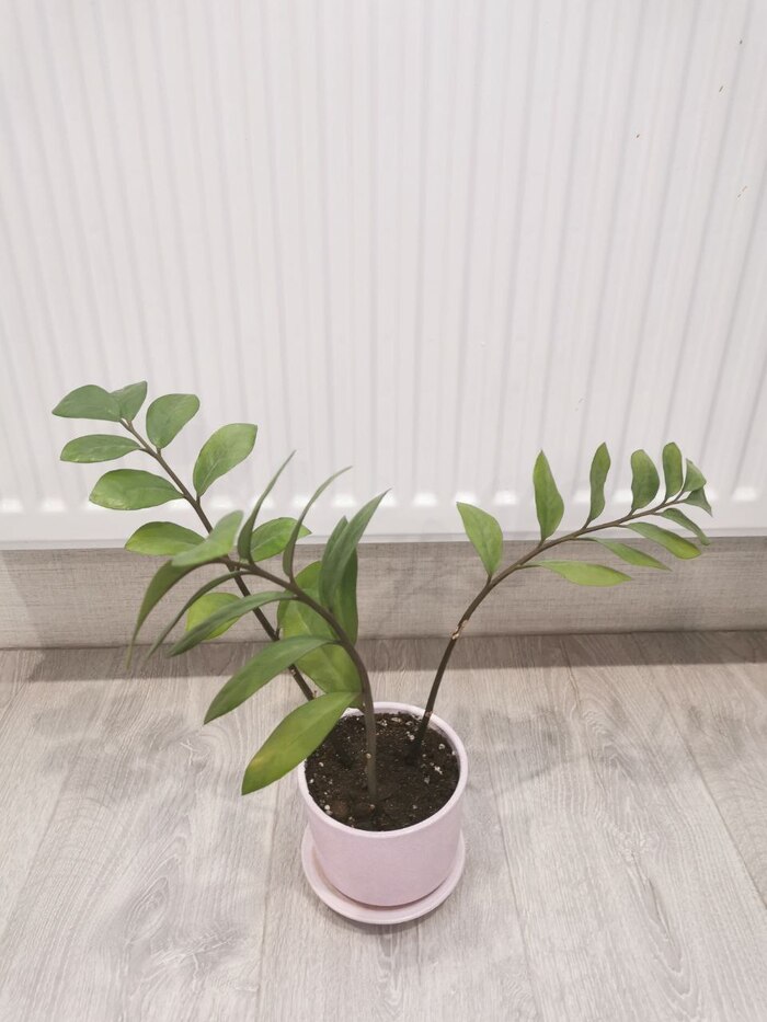 Замиокулькас