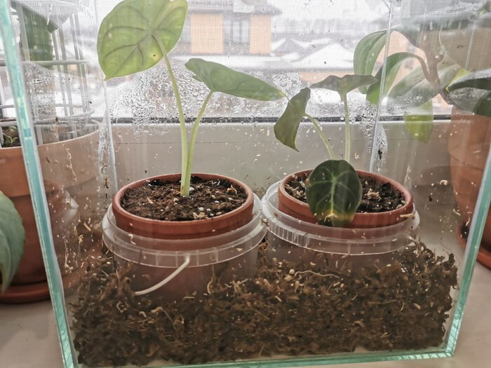 Ведерки ограничивают горшки от мокрого сфагнума - такое же нововведение я сделал и в другой теплице, ибо горшки промокали от мха