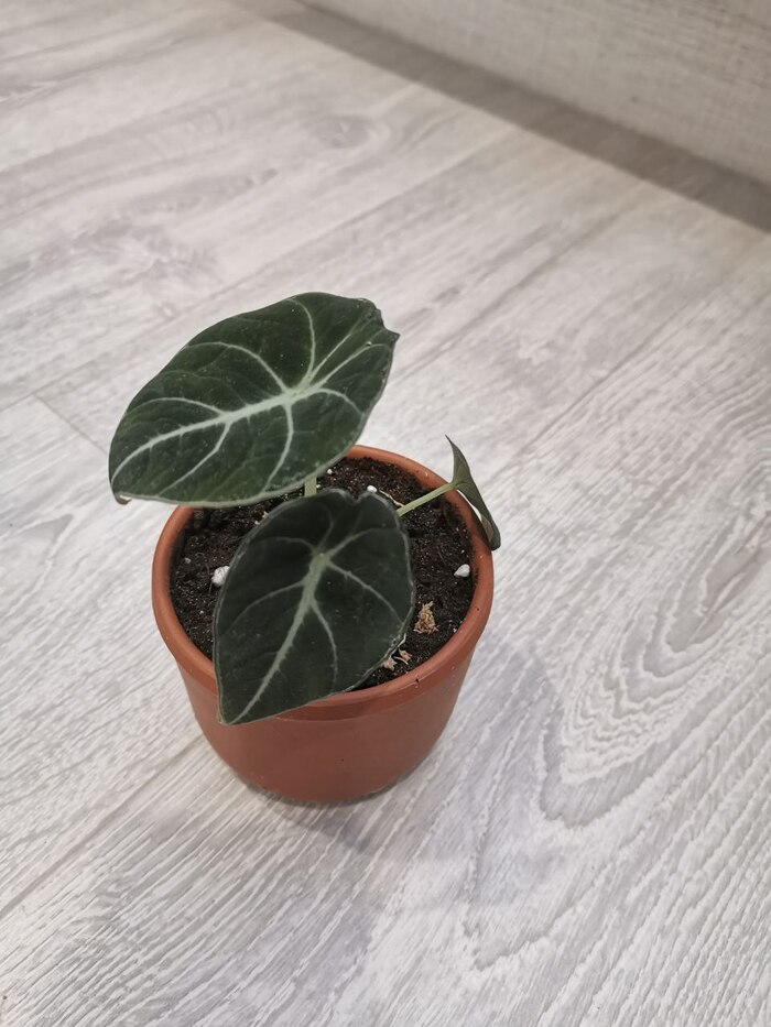 Аллоказия "блэк вильвет"