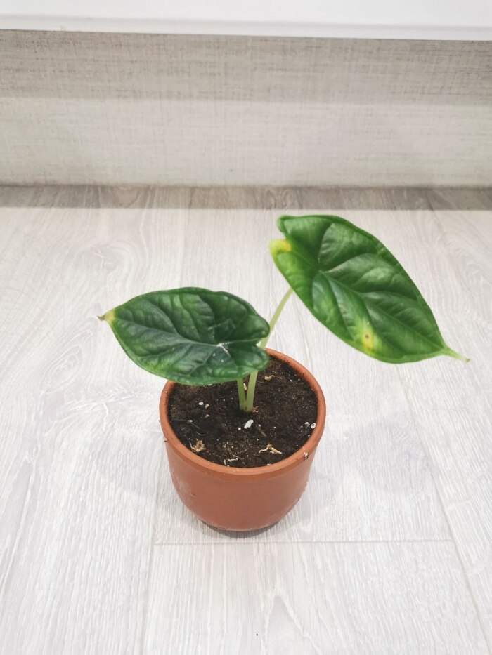 Аллоказия "чешуя дракона"