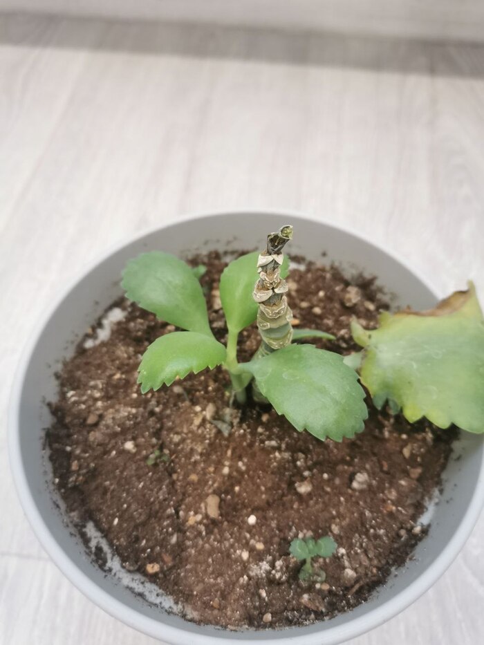 Кустик широколистного