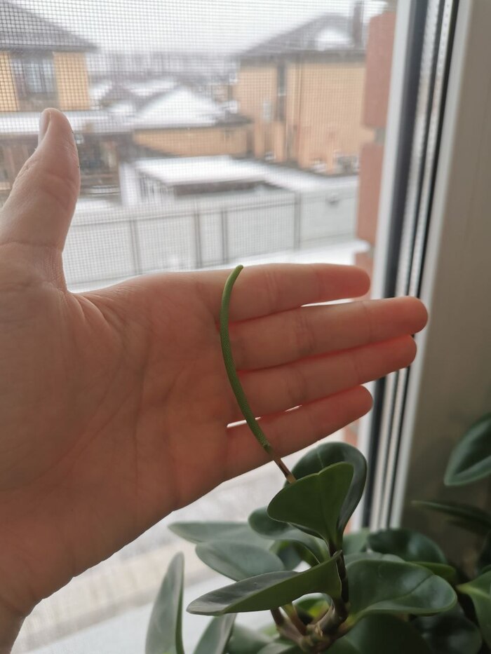 Стрелка пеперомии