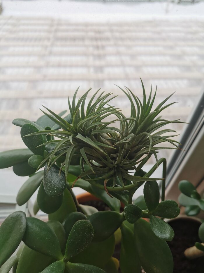 Тилландсия