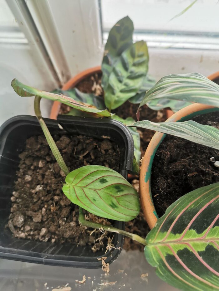 Маленький, без яркого узора, но первый у меня! Маранта выпустила свой первый лист в теплице.