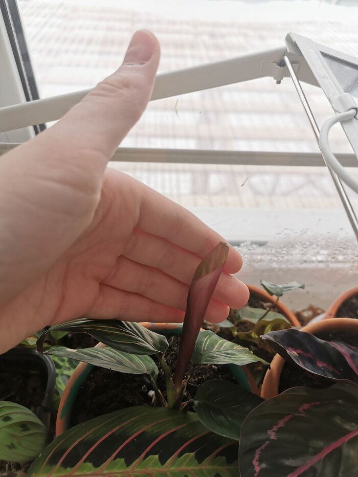 Калатея мили тоже готовиться выпустить новый листок, как будто он должен быть гораздо больше предыдущих. Жаль что у него отсох кончик :(. Я задел его и он заломился.