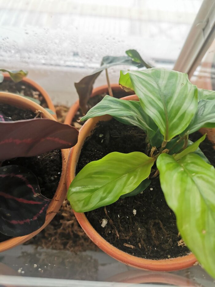 Тот светлый лист что по центру - свежий лист калатеи фредди