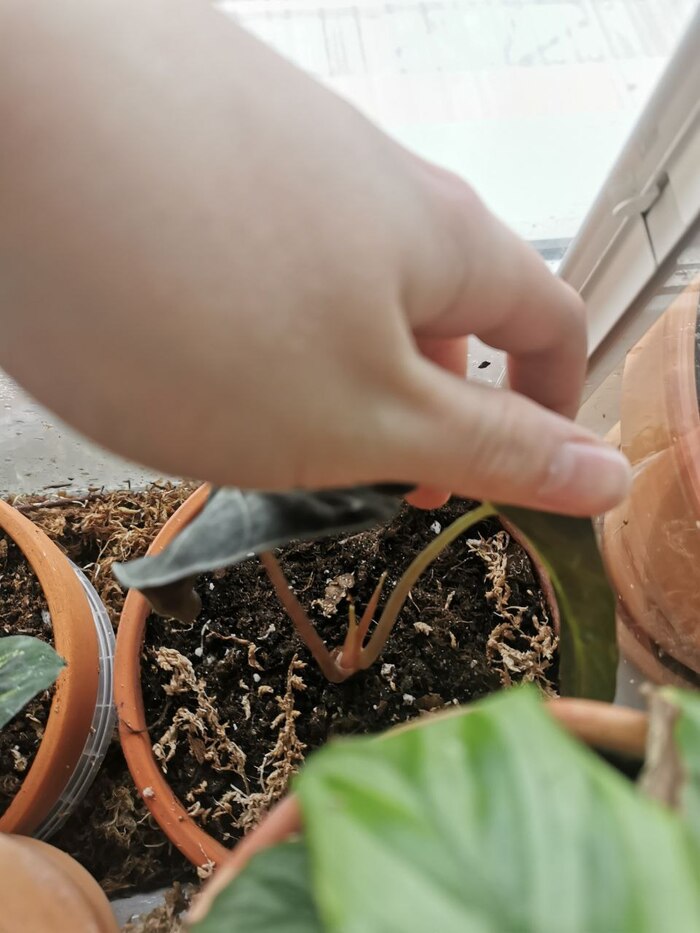Аллоказия пыталась выпустить два новых листа, но почему-то у нее этого не получилось. Листья выходили в высохшем состоянии, и остались только два черешка.