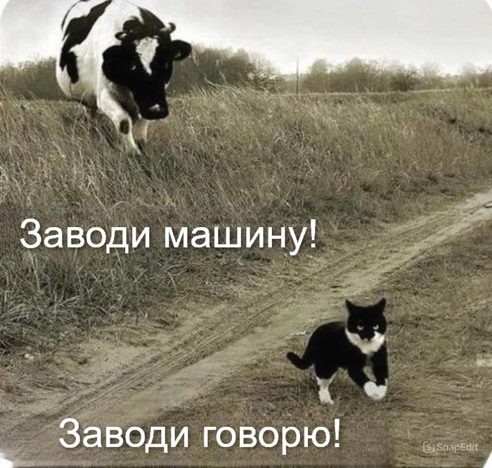 Specialist in fresh milk) - Cow, cat, Go, Running from here, Picture with text