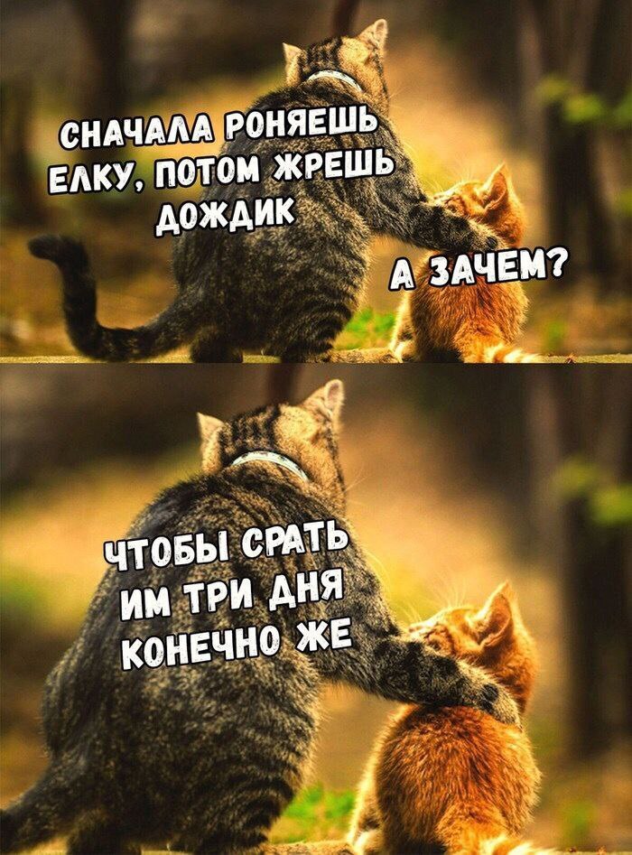 ссать киска 