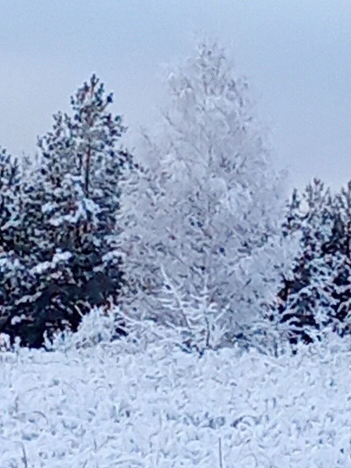 Берёза в снегу