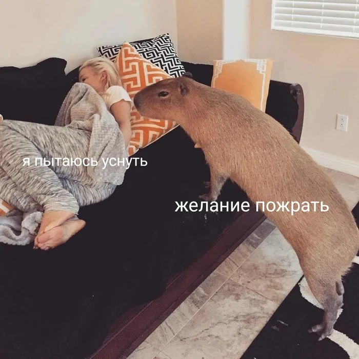 И так каждый раз - Юмор, Капибара, Мемы