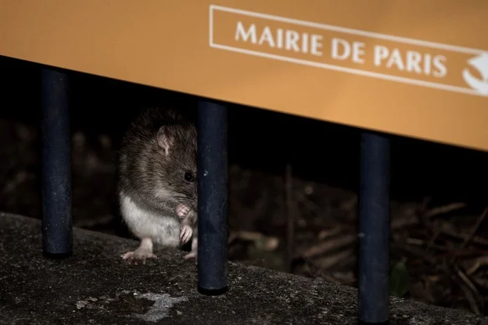 A little more about rats in Paris - France, Paris, Rat, Problem, Europe, Vertical video, Video, Longpost