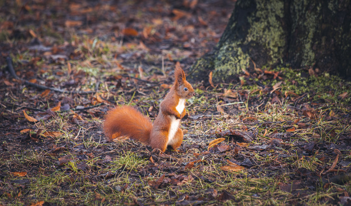   Canon R8, Canon 70-300mm