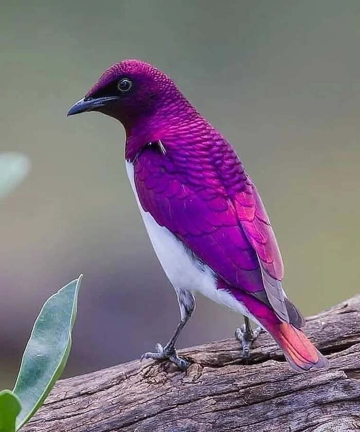 Фотограф Merlin Wilsenach.