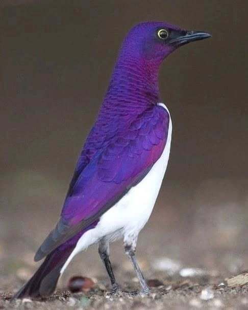 Фотограф Chris Noome.