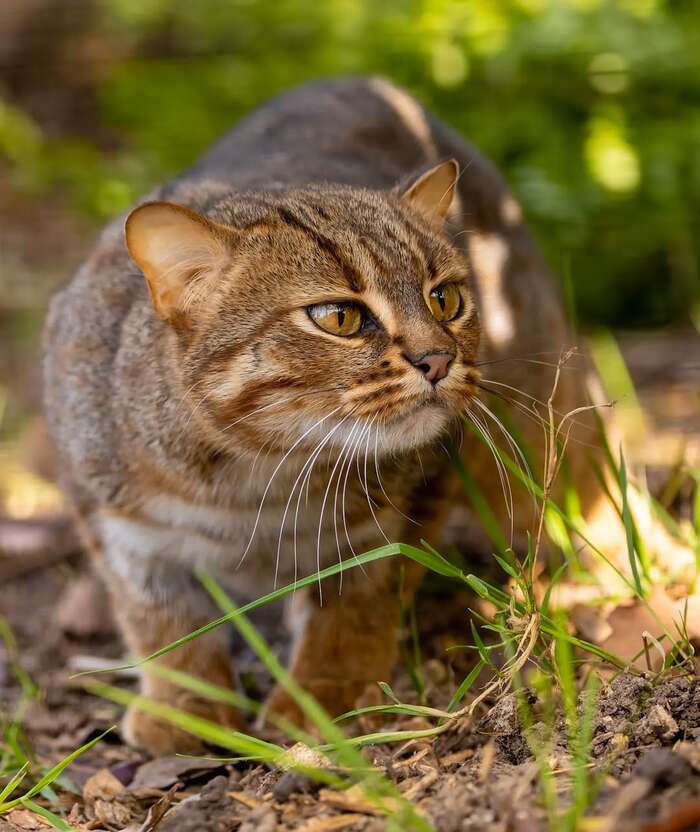 Хищник вышел на охоту