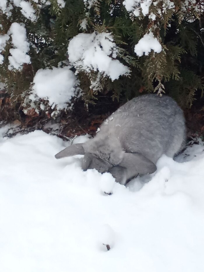 Кролик в снегу