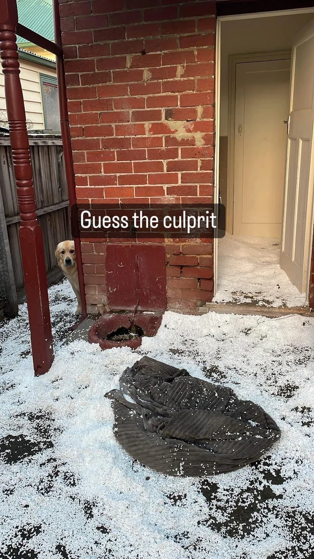 Угадайте, кто это сделал