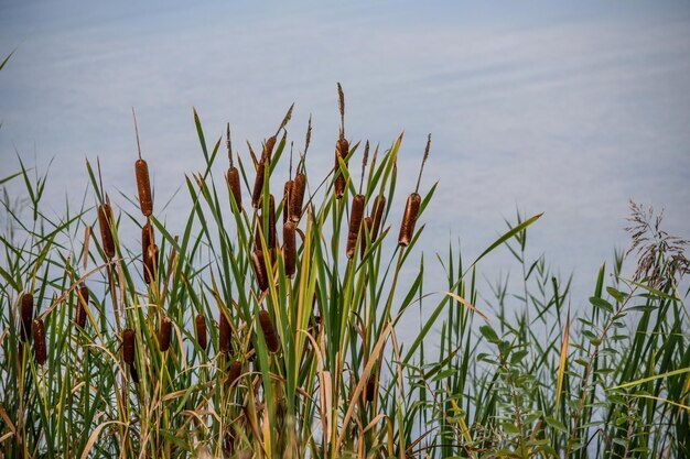 � ��������� ����� ���� ������� � ������� �����