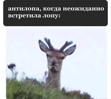 Припомнишь лучшую игру слов с которой сталкивался (в книги, жизни или рекламе)