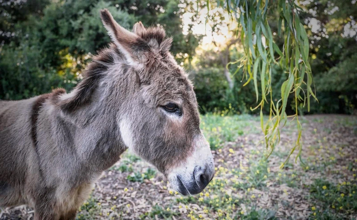   (: Barron Park Donkey Project)