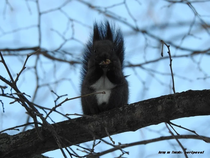 Black squirrel in the Central Park of Culture and Leisure. Elagin Island, St. Petersburg. Winter - My, The photo, Nature, The nature of Russia, Animals, Squirrel, Black, The park, Winter, Photo hunting, Cpcchio, Elagin Island, Yelagin Park, Saint Petersburg