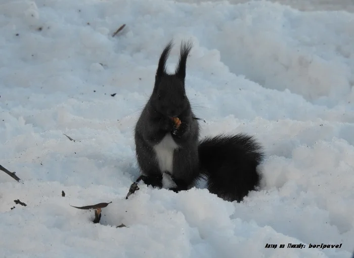 Black squirrel in the Central Park of Culture and Leisure. Elagin Island, St. Petersburg. Winter - My, The photo, Nature, The nature of Russia, Animals, Squirrel, Black, The park, Winter, Photo hunting, Cpcchio, Elagin Island, Yelagin Park, Saint Petersburg